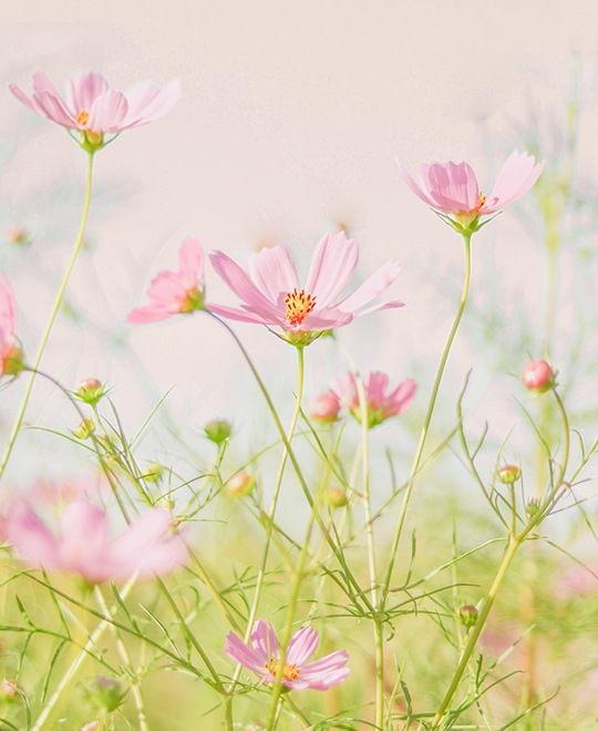 Cosomos flower mood